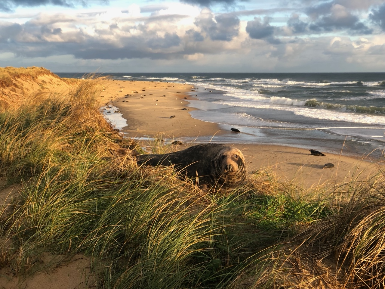 Winterton-on-Sea Seals
